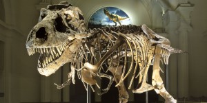 Sue_by_Field_Museum
