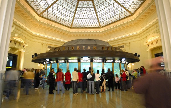 Shedd Aquarium  