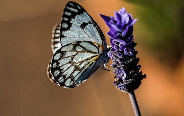 Peggy Notebaert Nature Museum