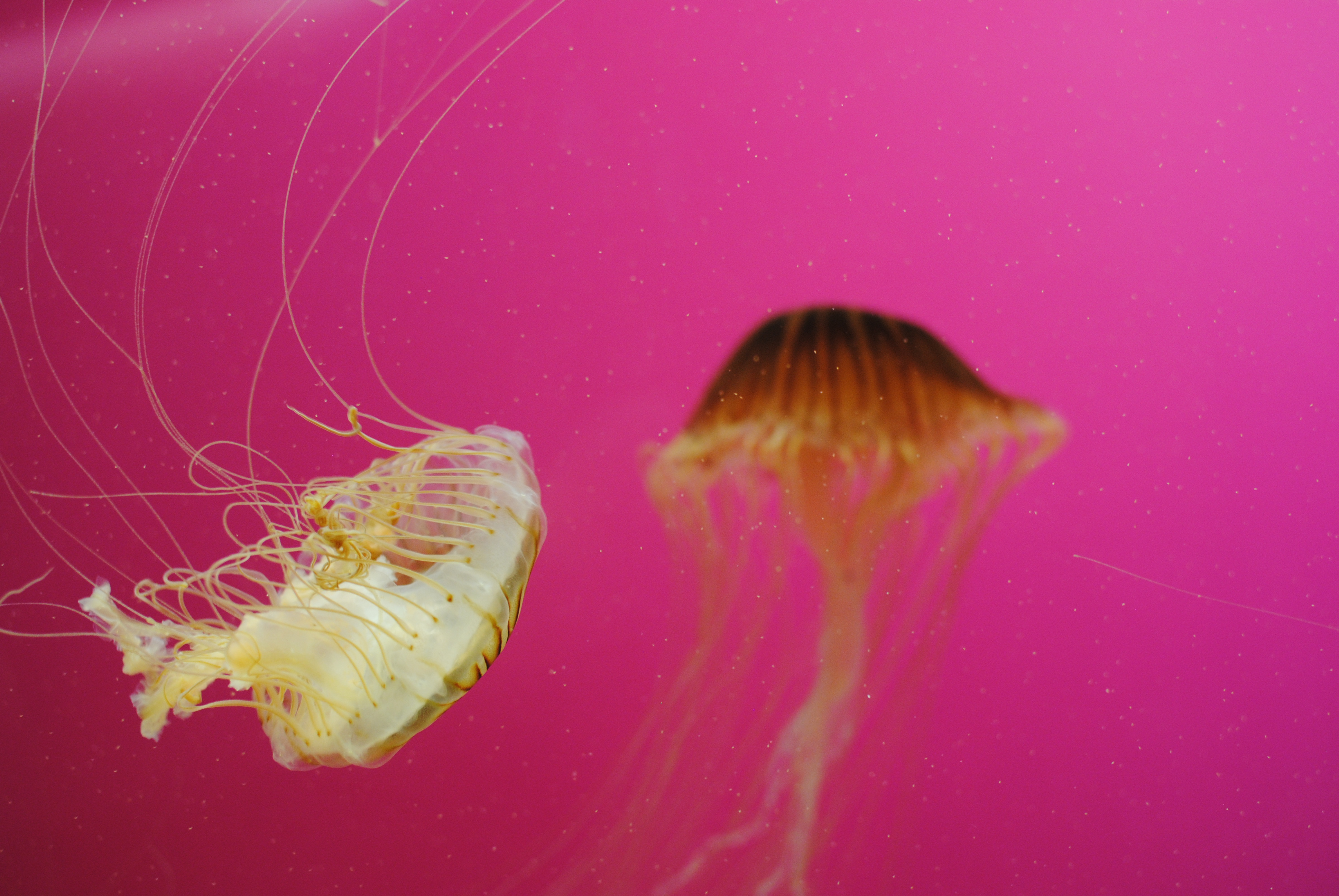 shedd_jelly fish